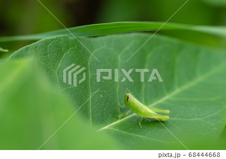 イナゴの幼虫の写真素材