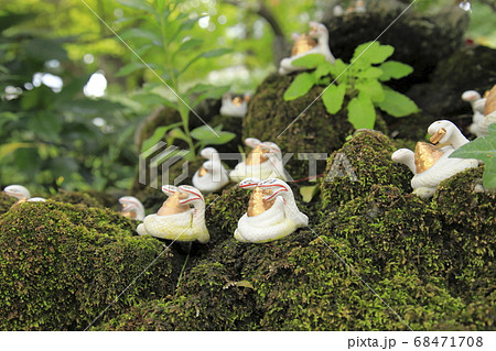 白蛇の写真素材