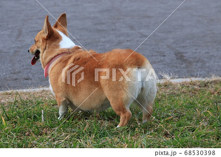 コーギー 犬 動物 おしりの写真素材