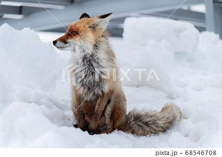 きつね キツネ 狐 食事をするの写真素材