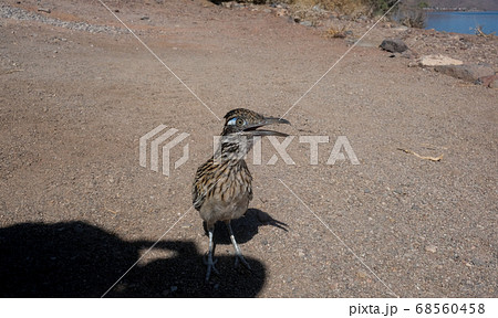 オオミチバシリの写真素材