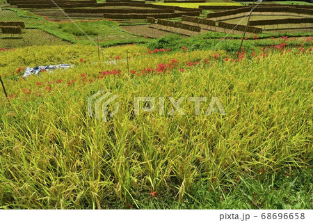 稲穂 花 彼岸花 田んぼの写真素材