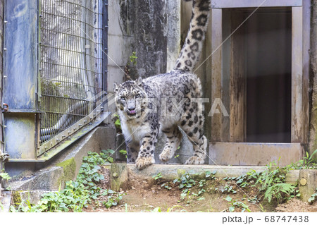 ユキヒョウ 肉食動物 絶滅危惧種 多摩動物公園の写真素材