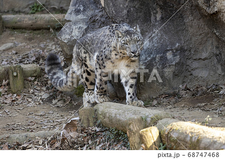 ユキヒョウ 肉食動物 絶滅危惧種 多摩動物公園の写真素材