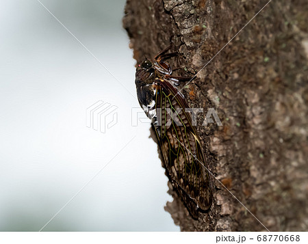 蝉取りの写真素材