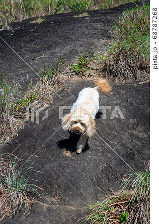 犬 トイプードル 山 登山の写真素材