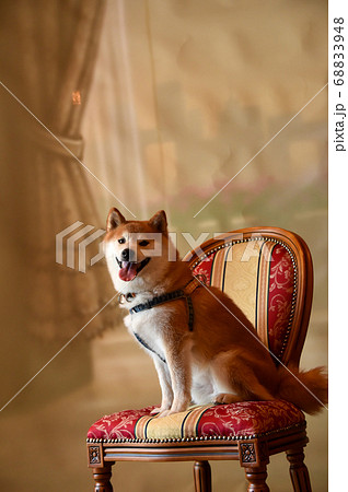 秋田犬 柴犬の写真素材 秋田犬 柴犬の写真素材