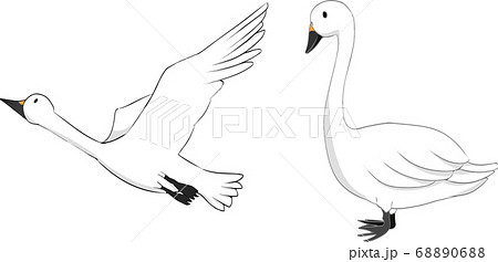 白鳥のイラスト素材集 ピクスタ