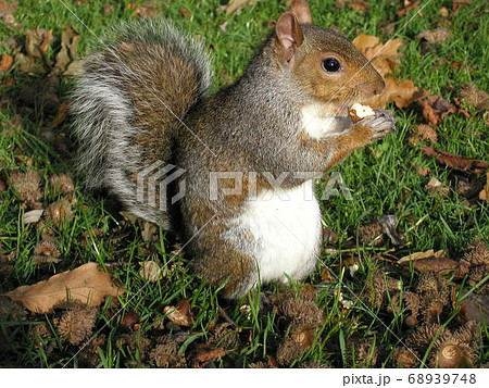 リス ハイイロリス 動物 芝生 海外の写真素材