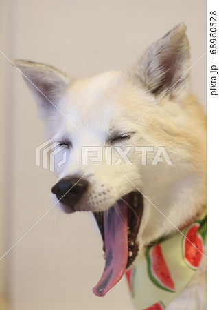犬 あくび 口を開ける 退屈の写真素材