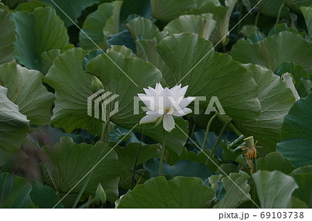 白蓮 花の写真素材 白蓮 花の写真素材