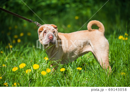 シャーペイ犬 面白いの写真素材