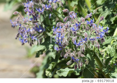 ボリジ 青い花 ハーブ 花の写真素材