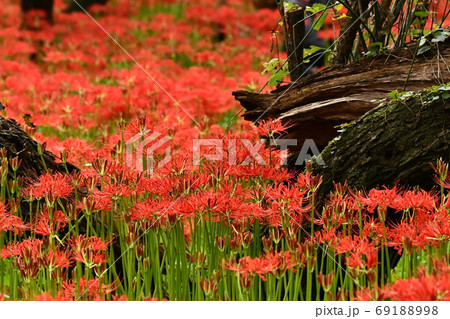 倒木 植物 木 倒れるの写真素材