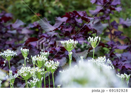 大葉ニラ 花の写真素材