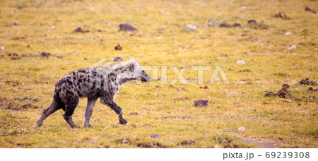 動物 ハイエナ 子供 赤ちゃんの写真素材