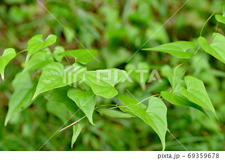 オニドコロ 鬼野老 つる性 つる草の写真素材