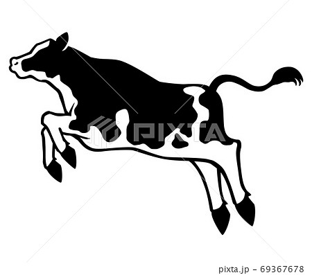 牛 横顔の写真素材