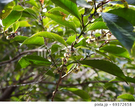 ビシャコ 春 花の写真素材