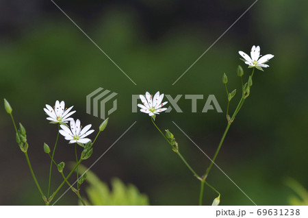 離弁花の写真素材