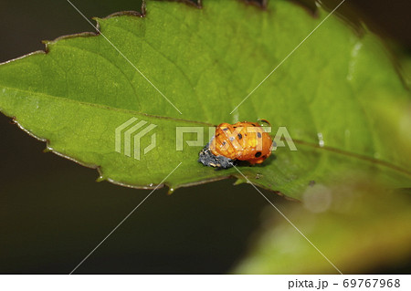 テントウムシ蛹の写真素材