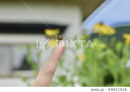 花にとまるトンボの写真素材