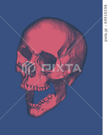 鎖骨 歯 髑髏 骸骨のイラスト素材