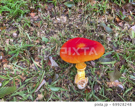 タマゴタケ キノコ オレンジ色 傘の写真素材