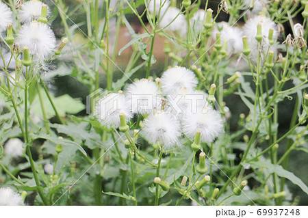 植物 秋 種 綿毛 緑色 花 雑草の写真素材