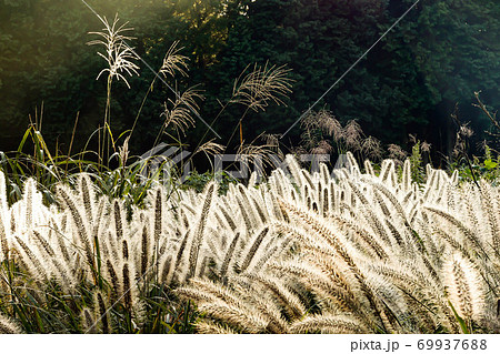 花 植物 エノコログサ 猫じゃらしの写真素材