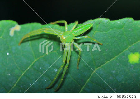 蜘蛛 緑色 カニグモ科 ワカバグモの写真素材