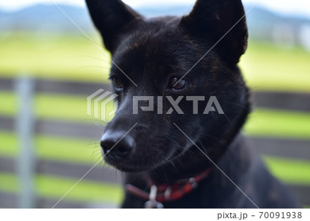 黒い犬の写真素材