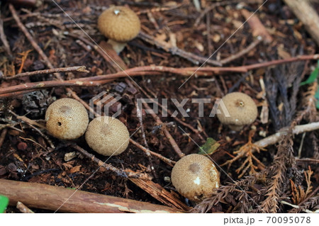 キノコ 植物 茶色 丸いの写真素材