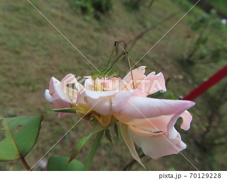 すいっちょん バッタの写真素材