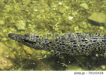 キューバワニの写真素材