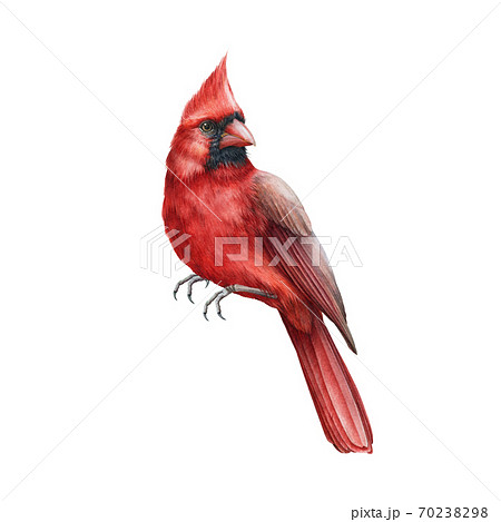 赤い鳥のイラスト素材