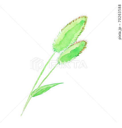 エノコログサ 猫じゃらし 野草のイラスト素材