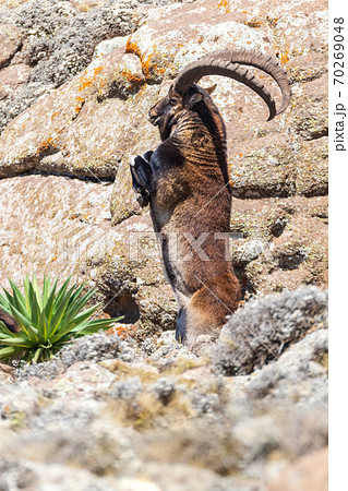 アイベックス 動物 アルプスアイベックス 毛皮で覆われたの写真素材