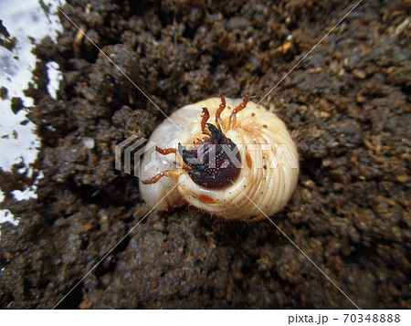 幼虫 カブトムシ 白色 茶色の写真素材