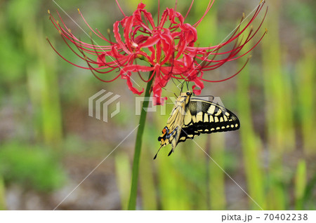 秋 彼岸花 赤い花 お盆の写真素材