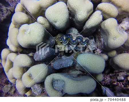 オオシャコガイ グレートバリアリーフ オーストラリア 貝の写真素材