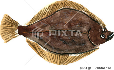 魚 かれい カレイのイラスト素材