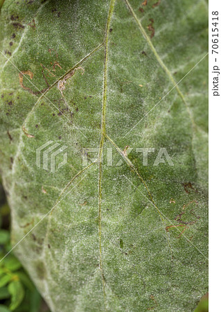 病気 うどんこ病 葉 植物の写真素材