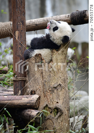 ジャイアントパンダ パンダ 絶滅危惧種 あくびの写真素材