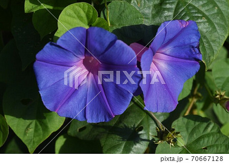 野朝顔の写真素材