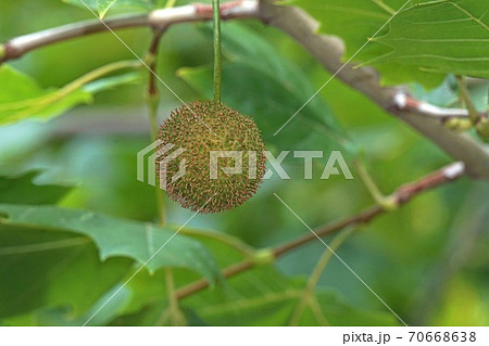 プラタナス 葉 植物の写真素材