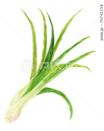 レモングラスのイラスト素材 レモングラスのイラスト素材