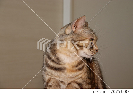 猫 横顔 三毛の写真素材