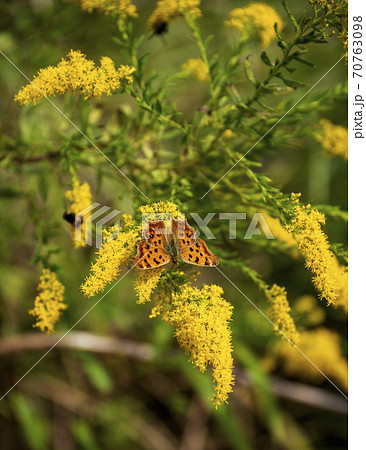 黄色 秋 野草 キク科の写真素材