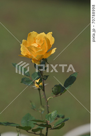 薔薇 ばら バラ 美女と野獣の写真素材